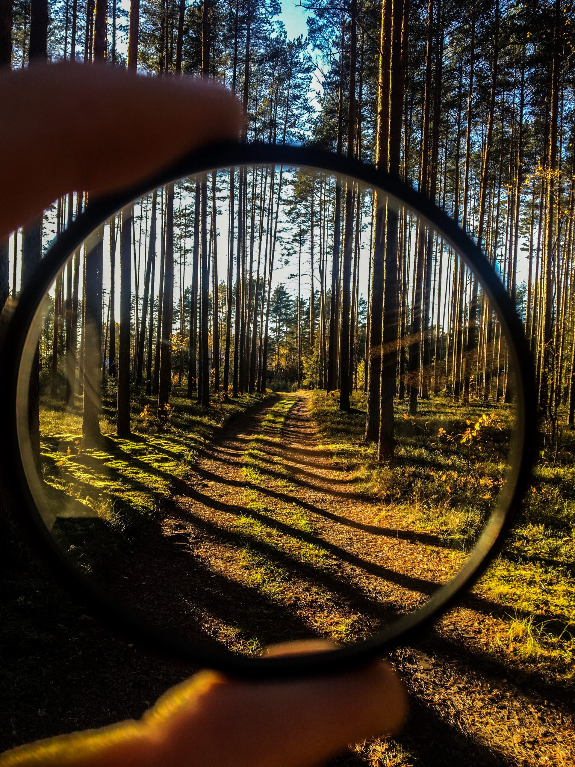 camera lens viewing a forest